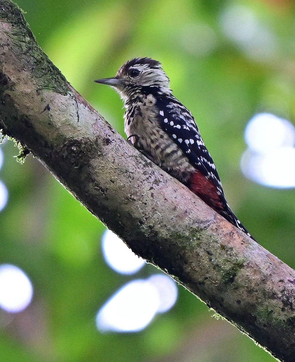 Freckle-breasted Woodpecker - ML645877236