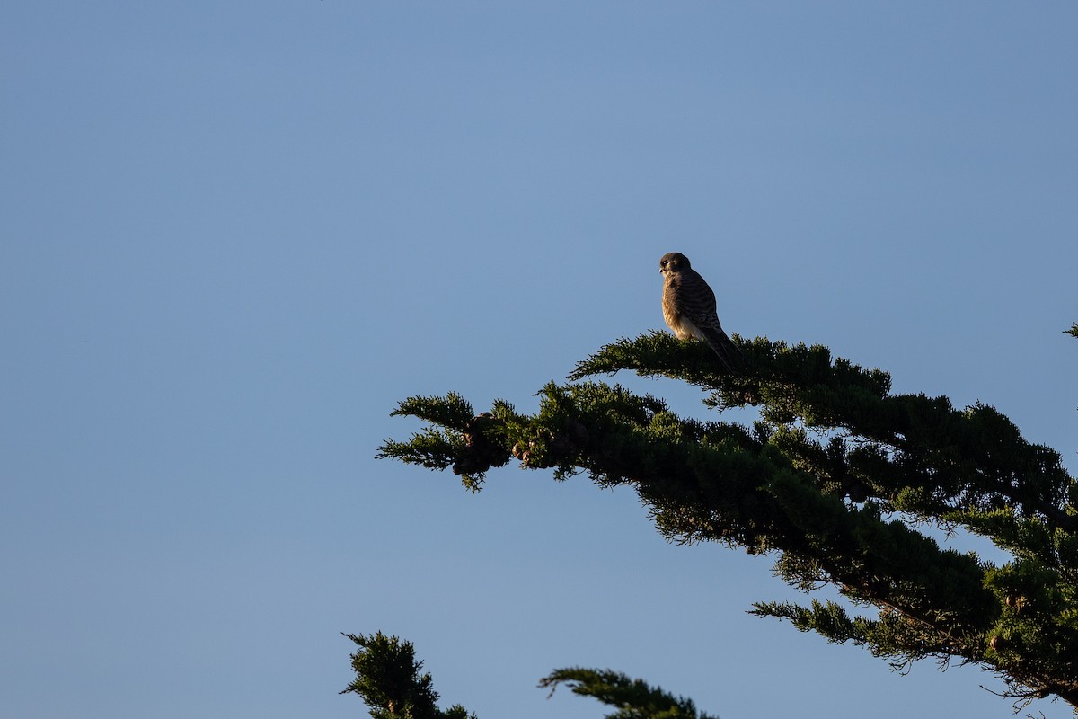 Боривітер американський - ML645877237