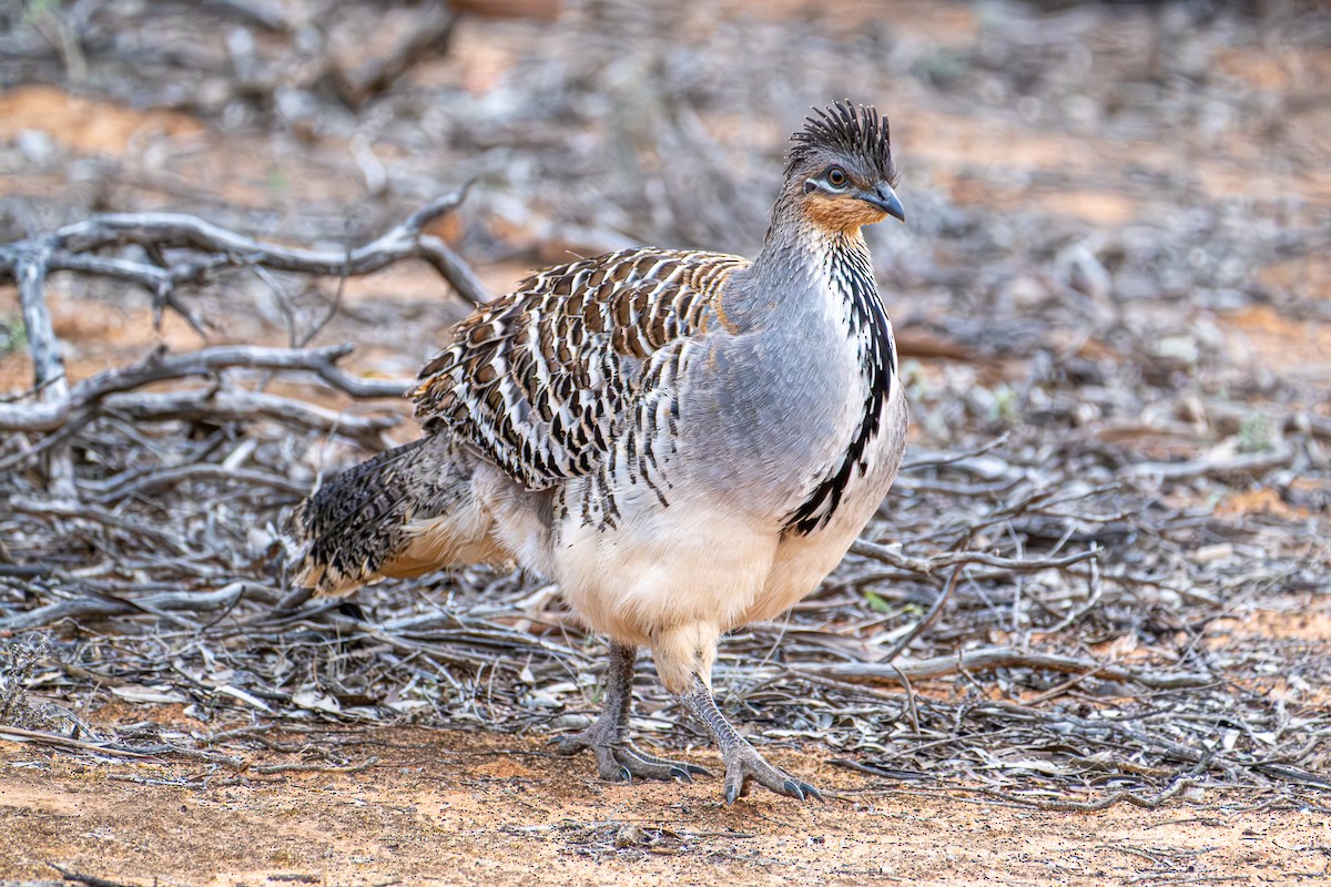 Malleefowl - ML645877238