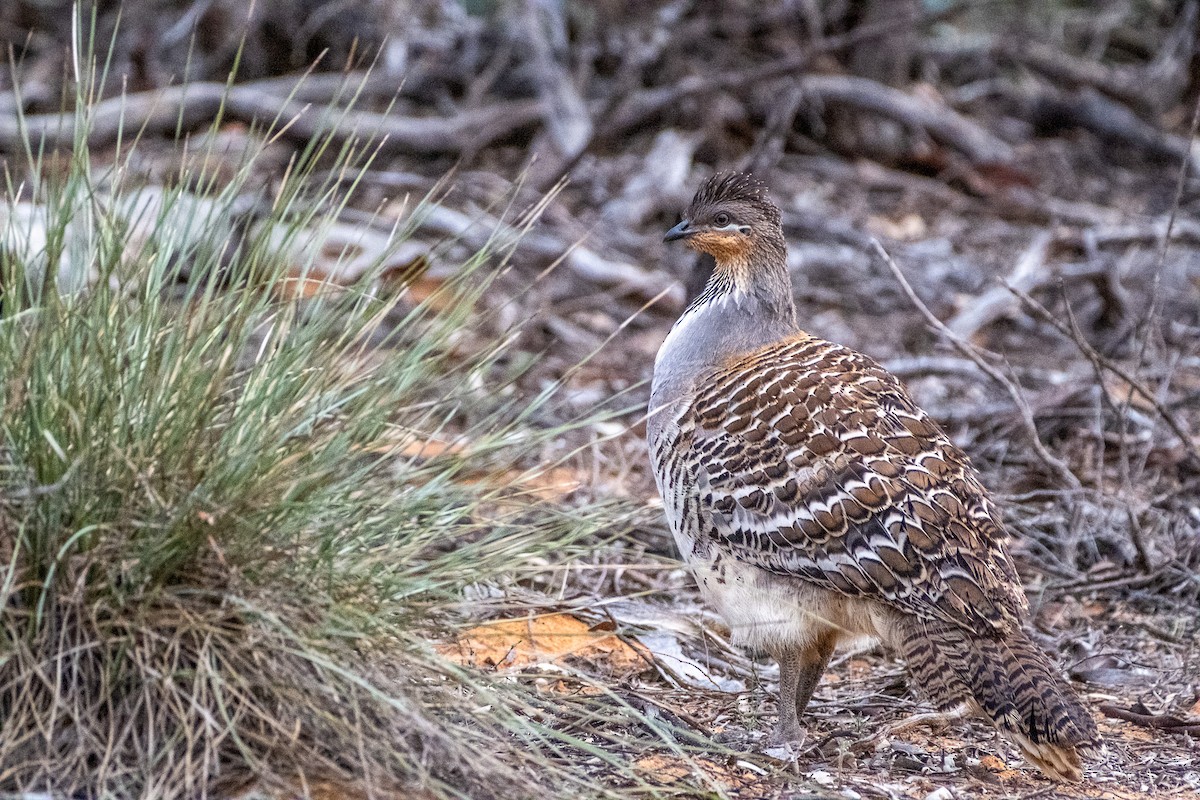 Malleefowl - ML645877239