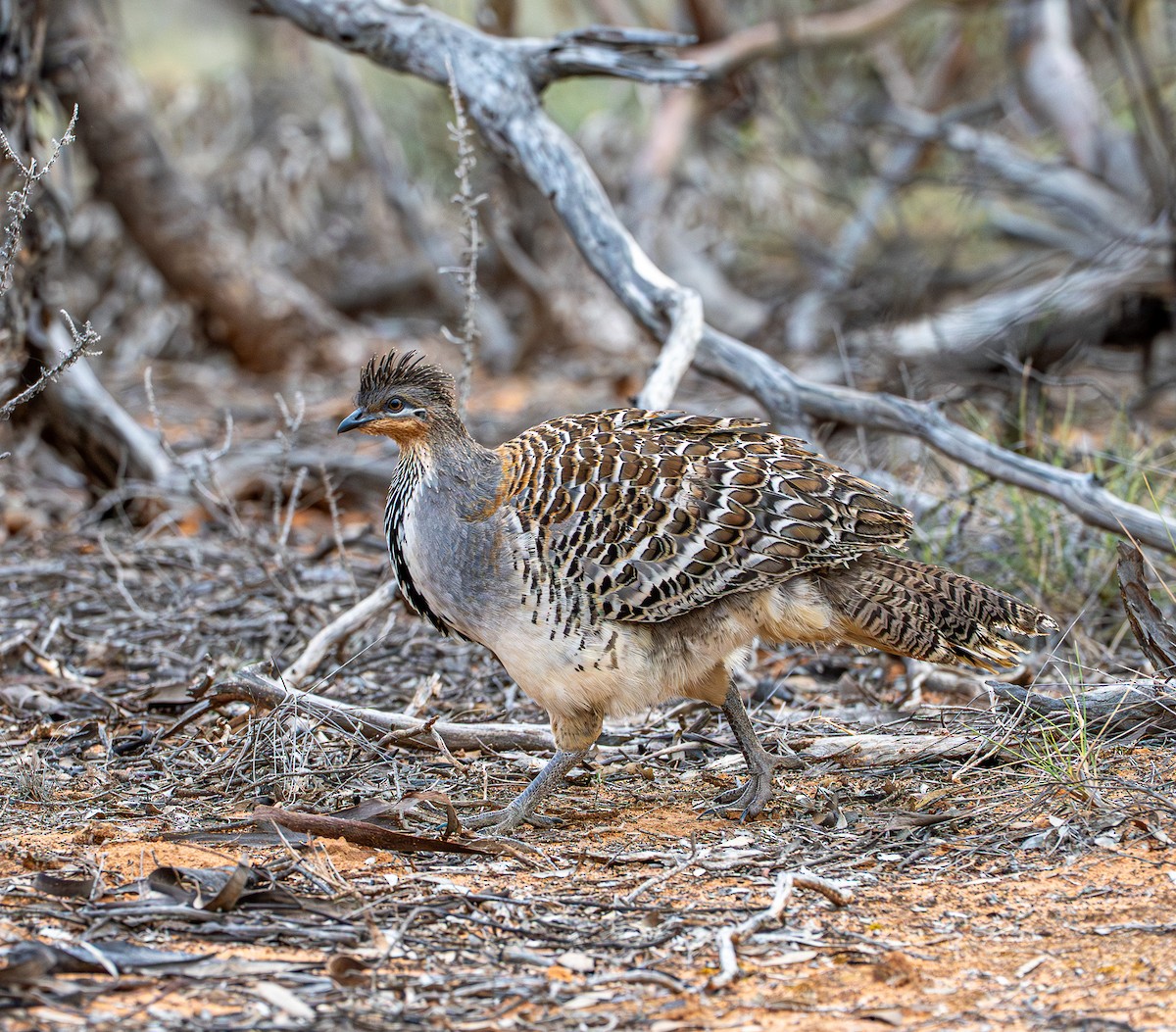 Thermometerhuhn - ML645877241