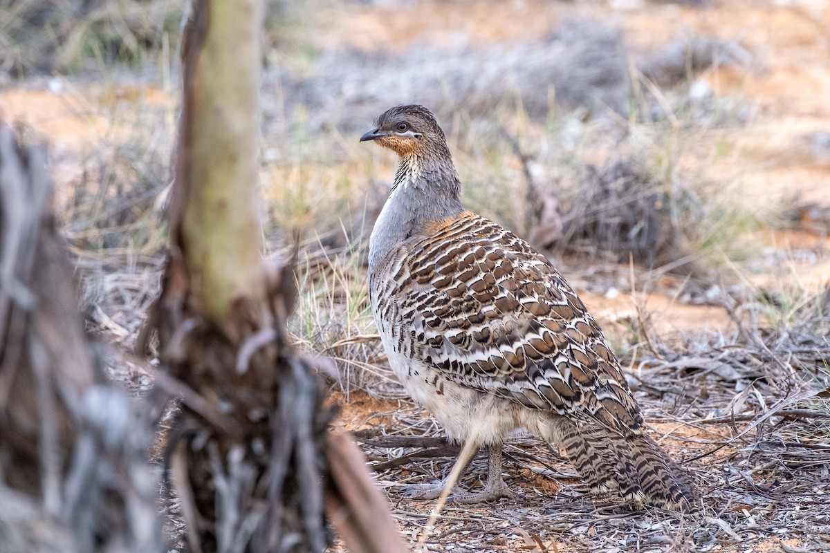 Malleefowl - ML645877242