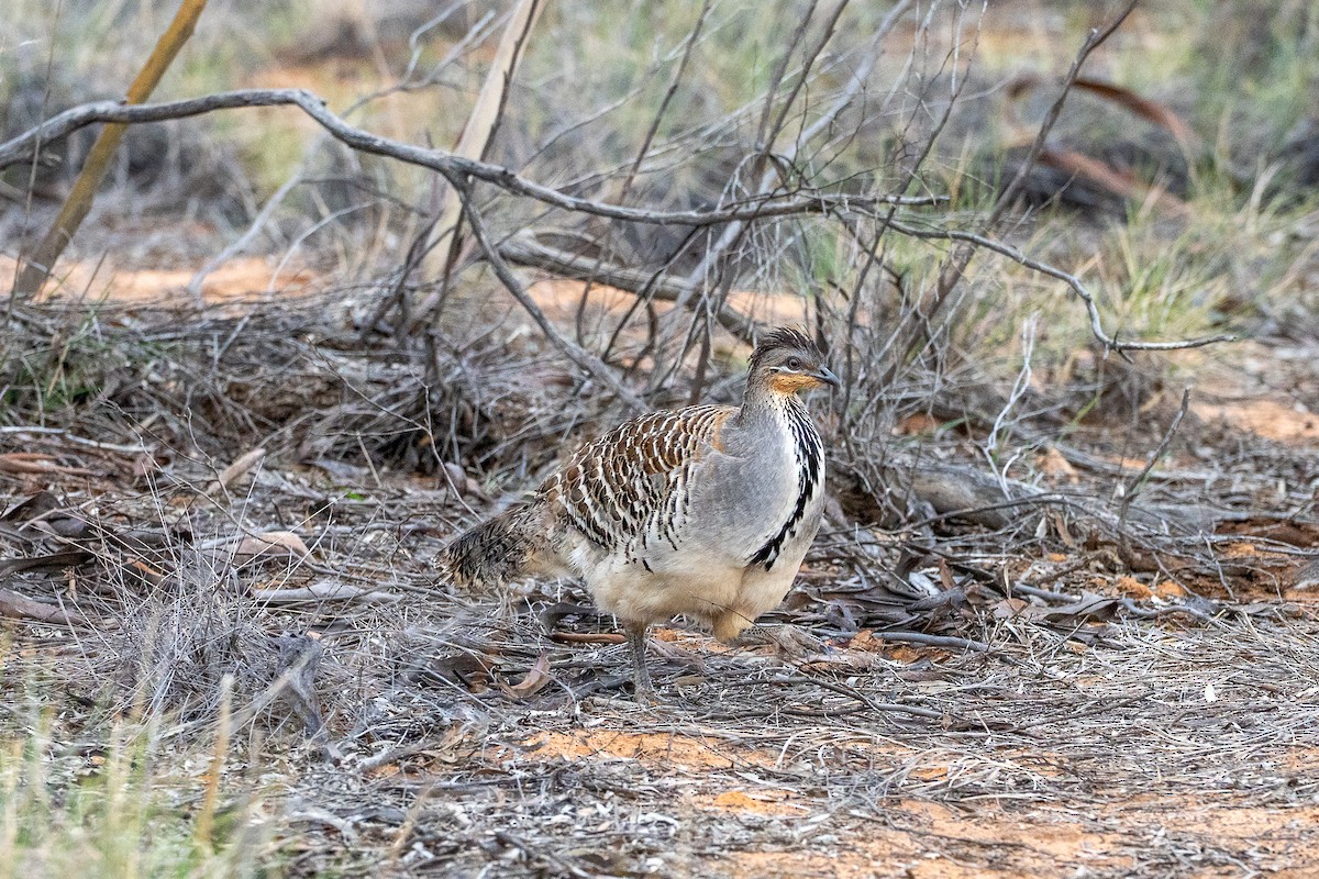 Malleefowl - ML645877243