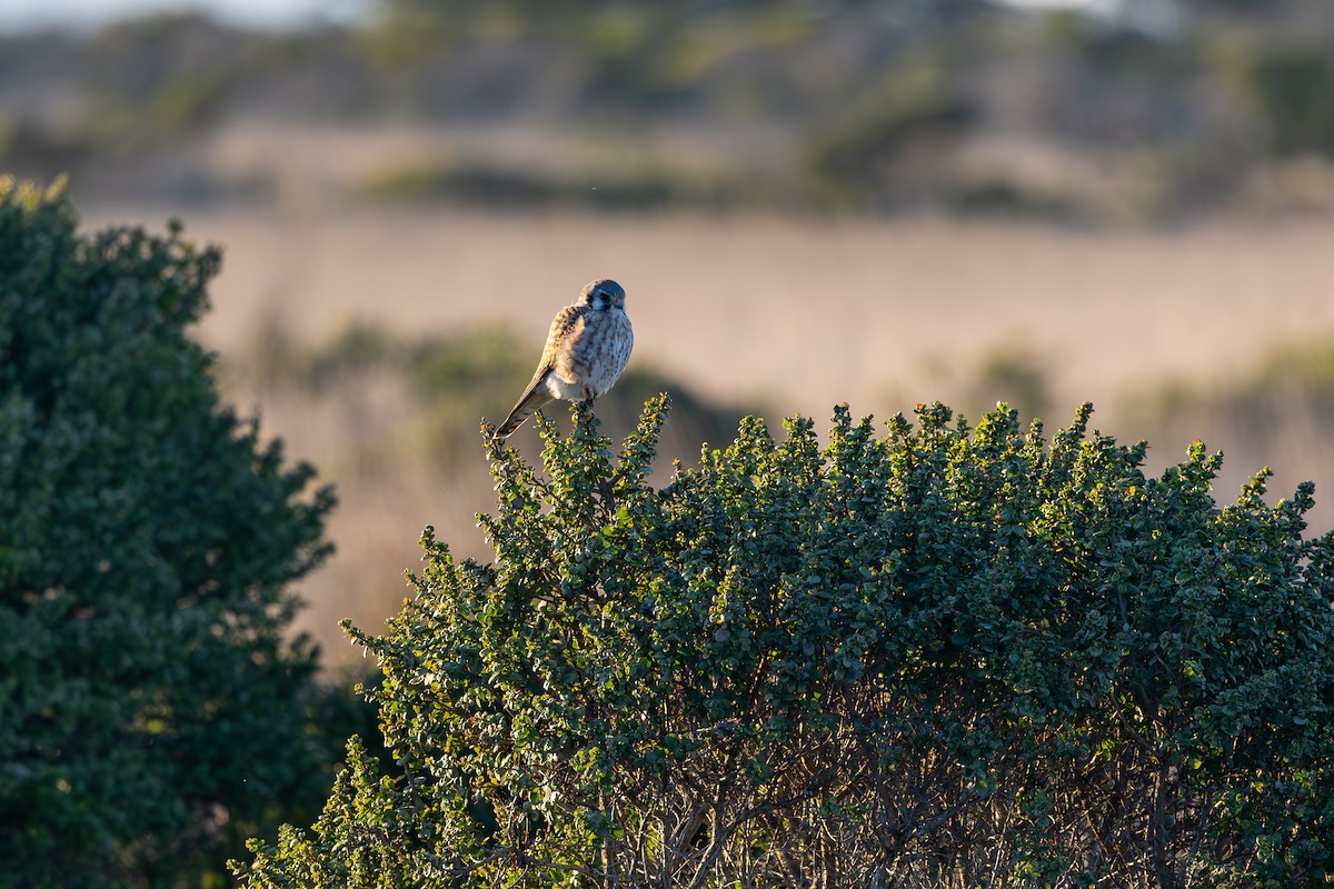 בז אמריקני - ML645877244