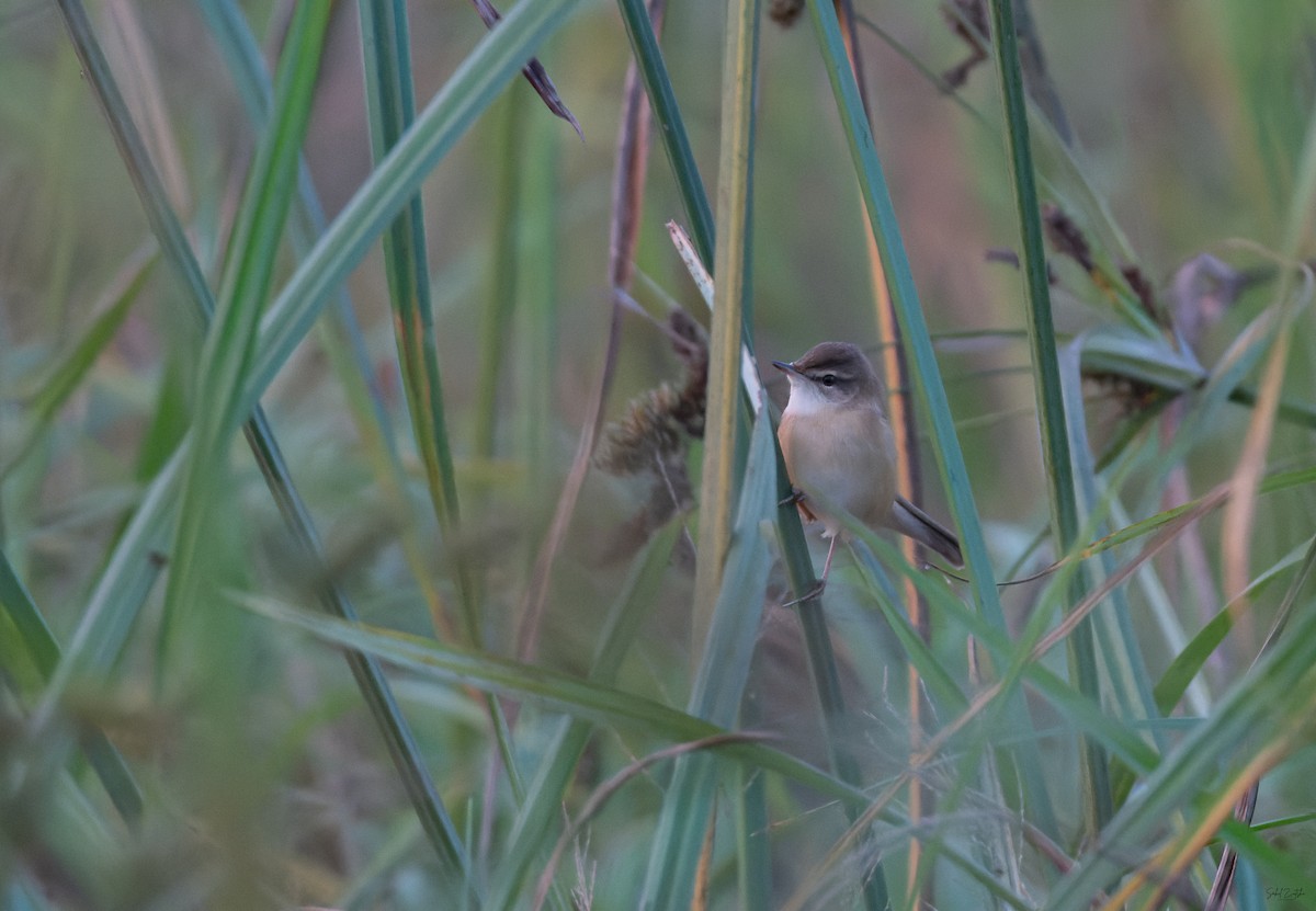 Feldrohrsänger - ML645877245