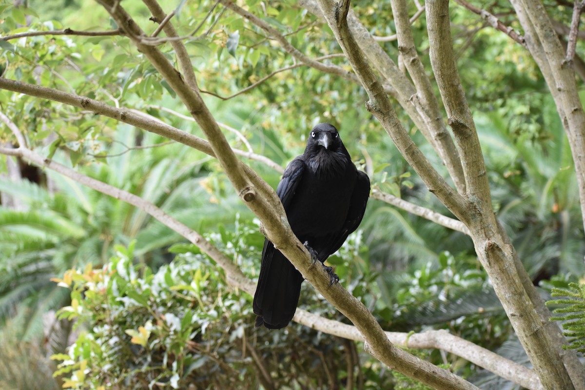 Neuhollandkrähe - ML645877247