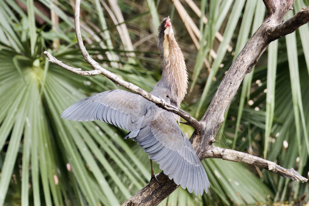 Schwarzdommel - ML645877248