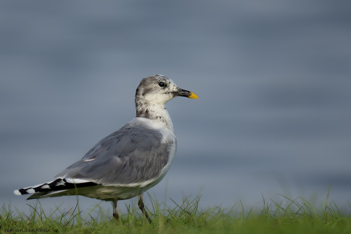 Schwalbenmöwe - ML645877249