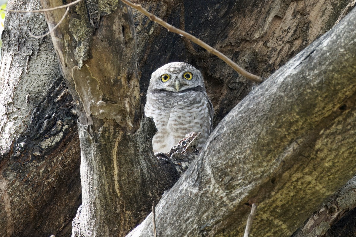 Brahmakauz - ML645877250