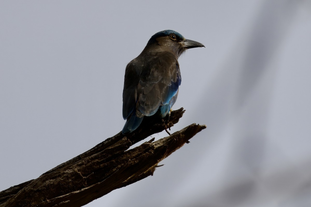 Purpurbrustracke - ML645877251