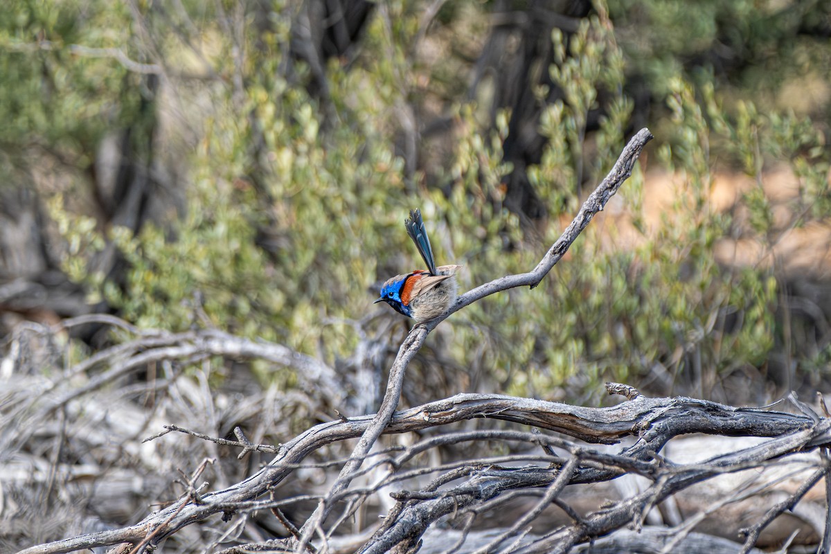 Purpurrücken-Staffelschwanz - ML645877252
