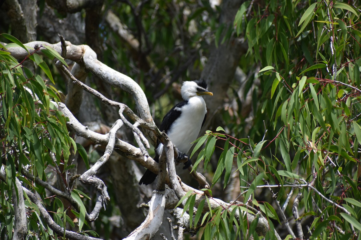 Kräuselscharbe - ML645877253