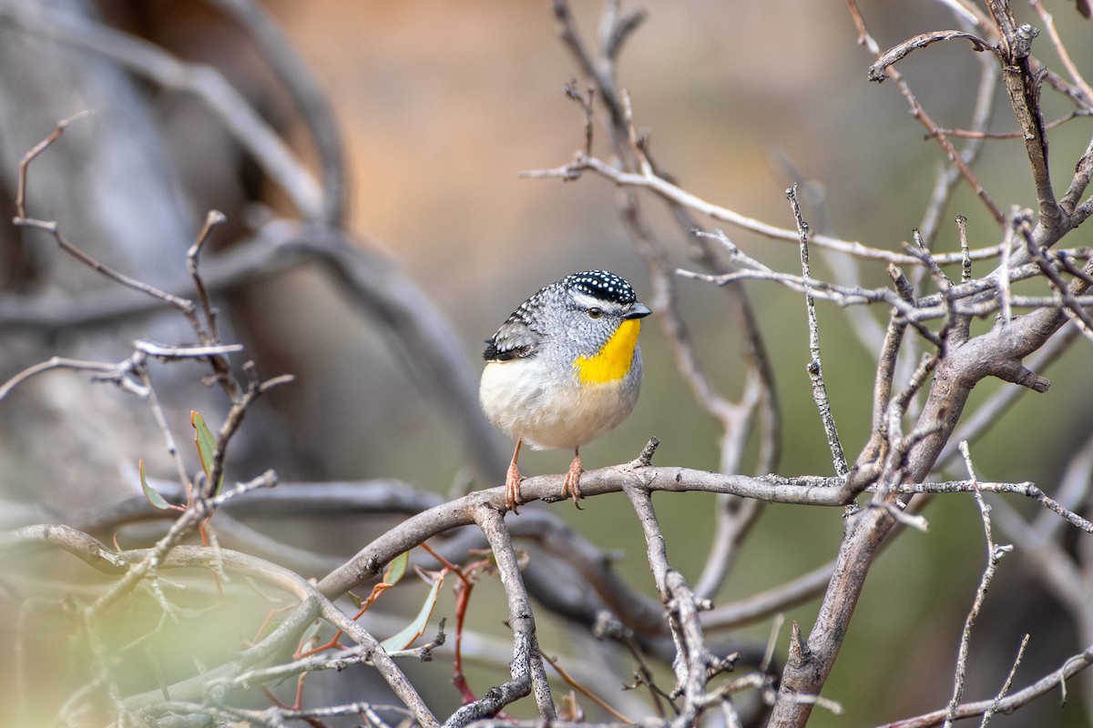 Fleckenpanthervogel - ML645877254