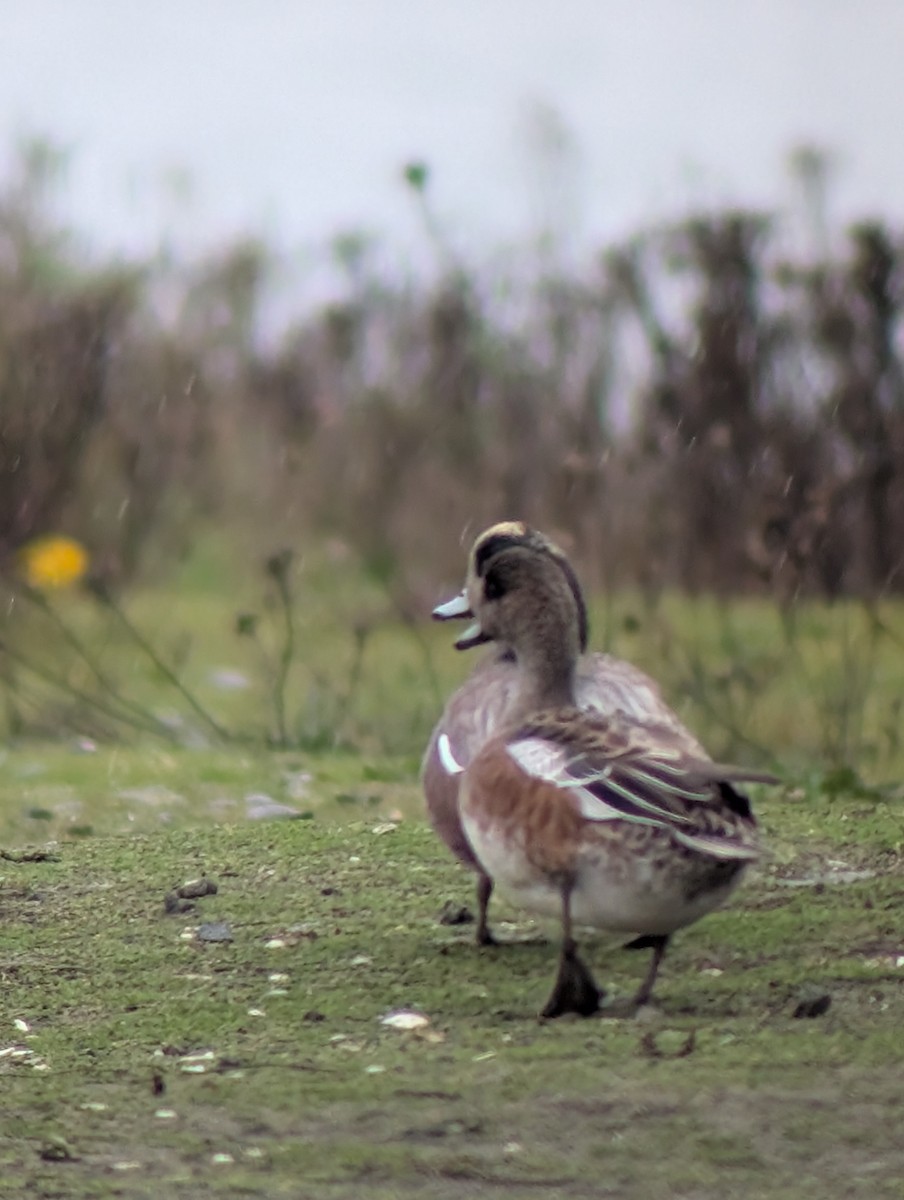 Kanadapfeifente - ML645877255