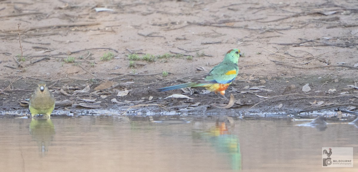 Vielfarbensittich - ML645877256