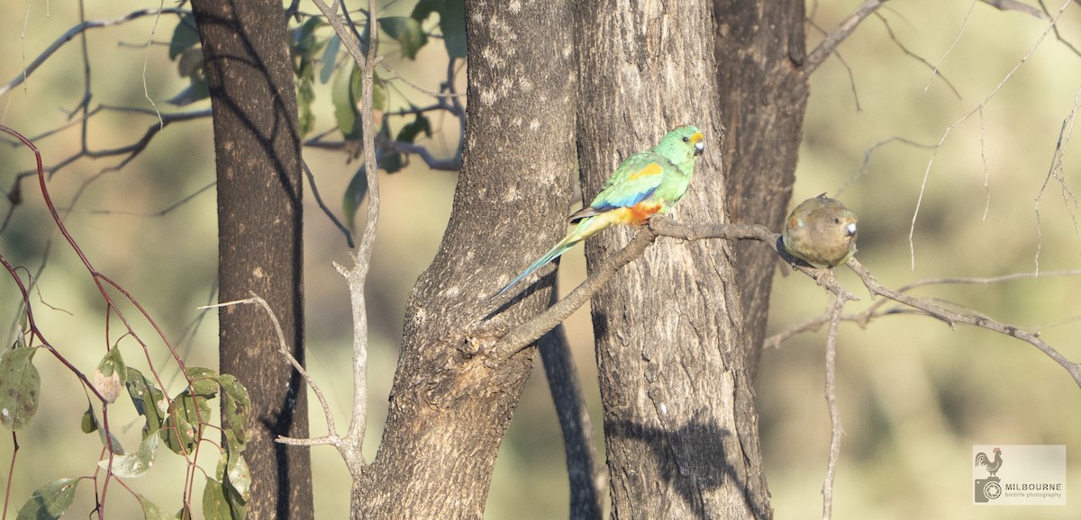 Vielfarbensittich - ML645877257