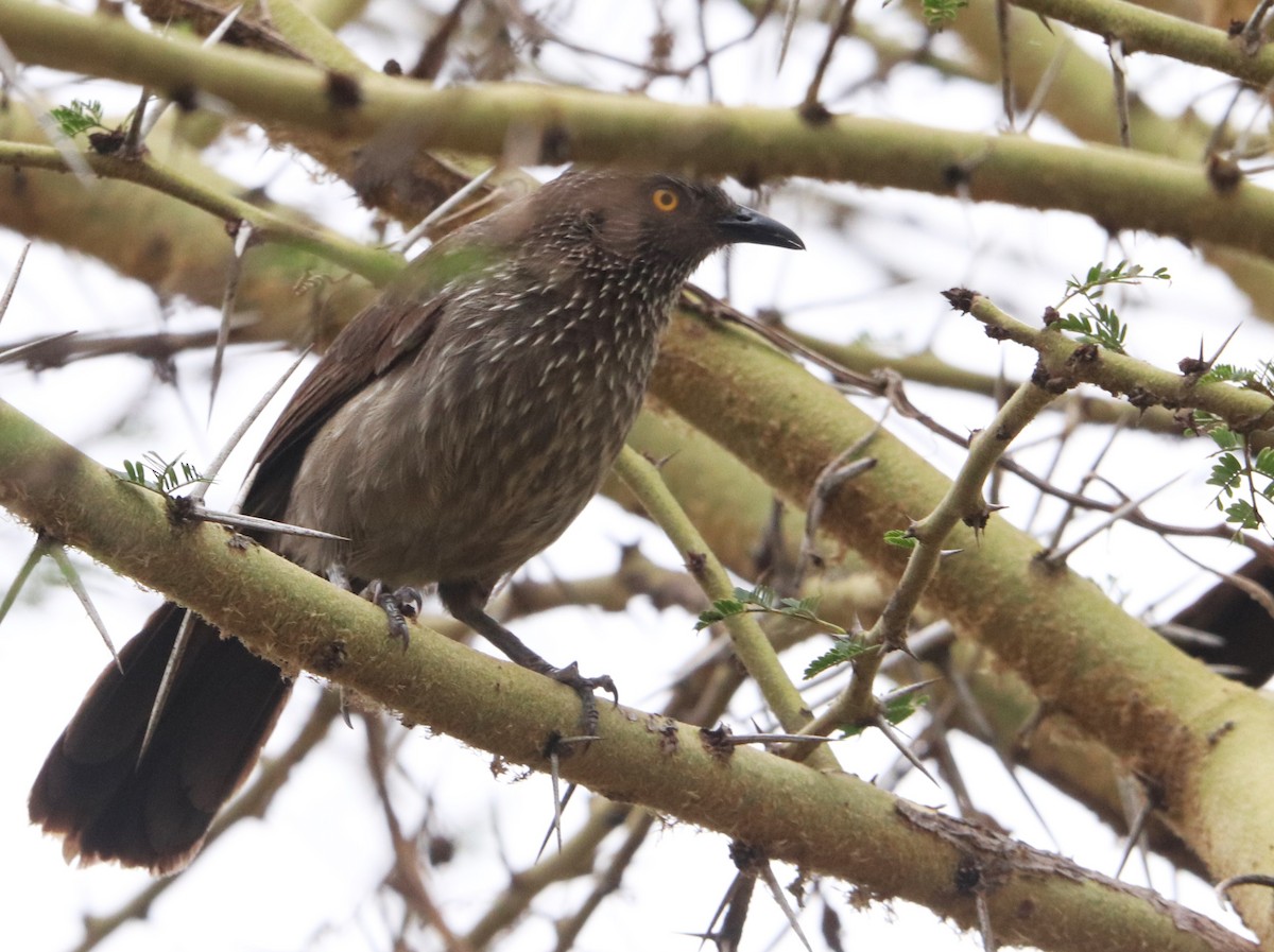 Weißstrichel-Drosselhäherling - ML645877258