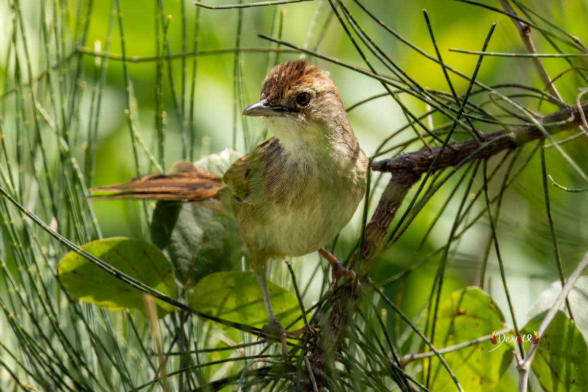 Rostkopf-Buschsänger - ML645877259