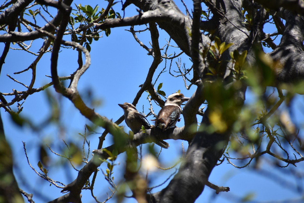 Jägerliest - ML645877260