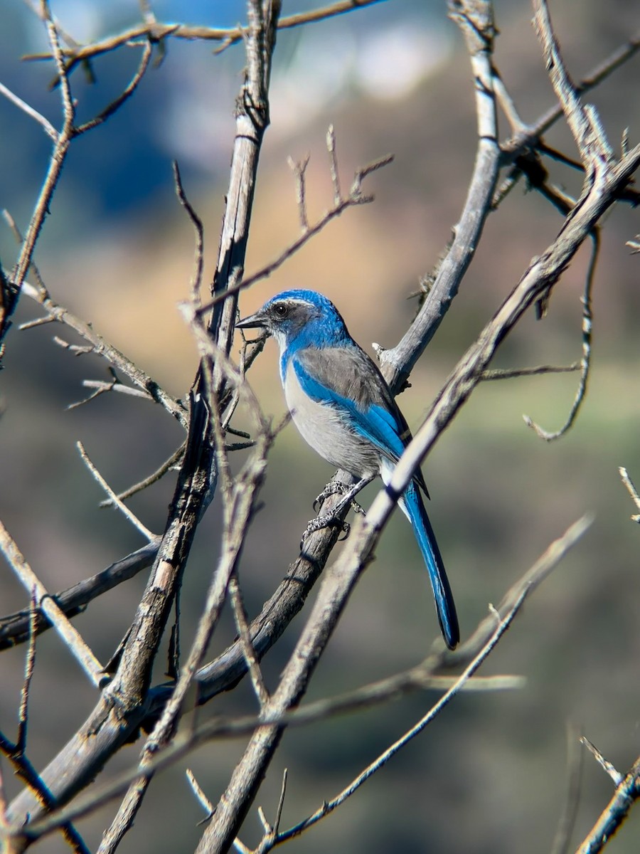 Kalifornienhäher - ML645877261