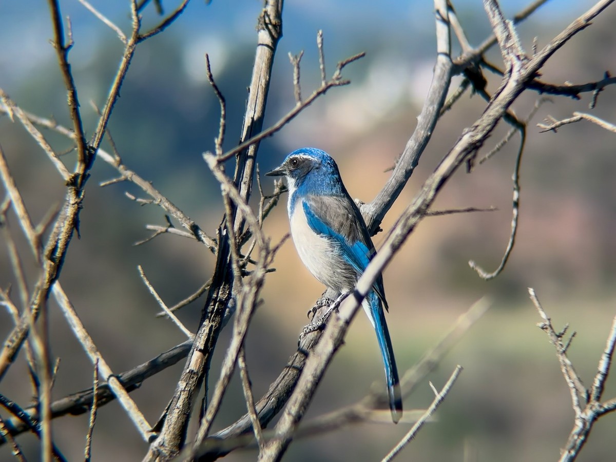 Kalifornienhäher - ML645877262