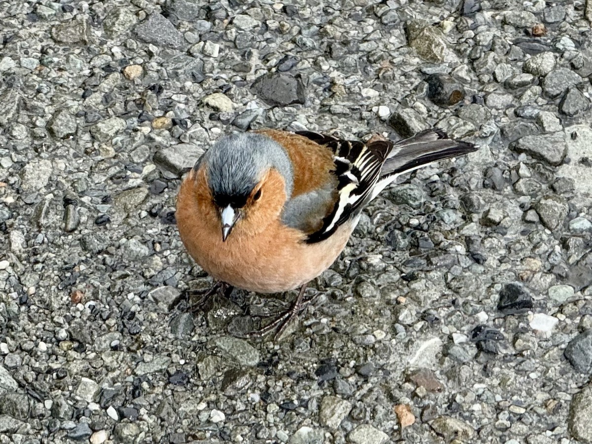 Buchfink - ML645877263