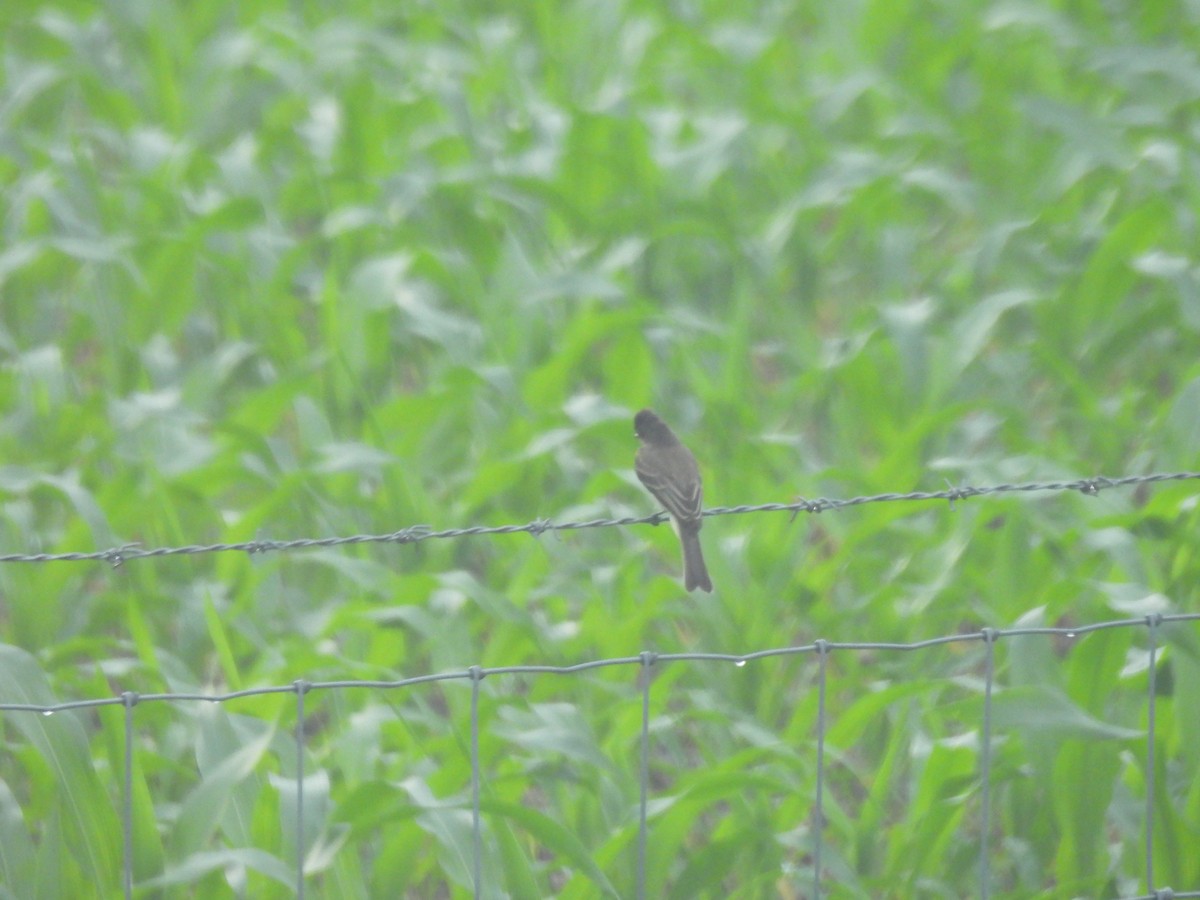 Weißbauch-Phoebetyrann - ML645877265