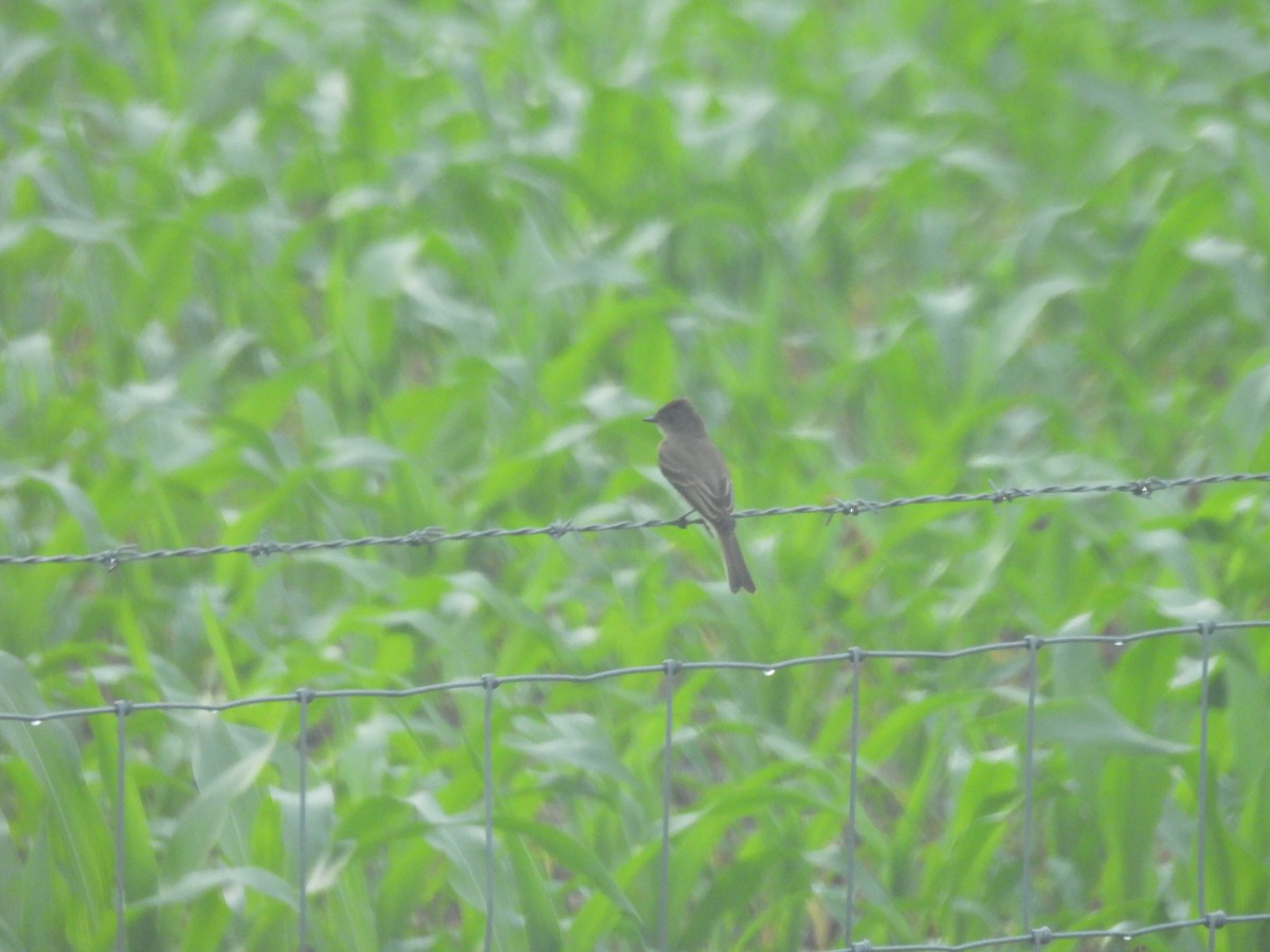 Weißbauch-Phoebetyrann - ML645877266