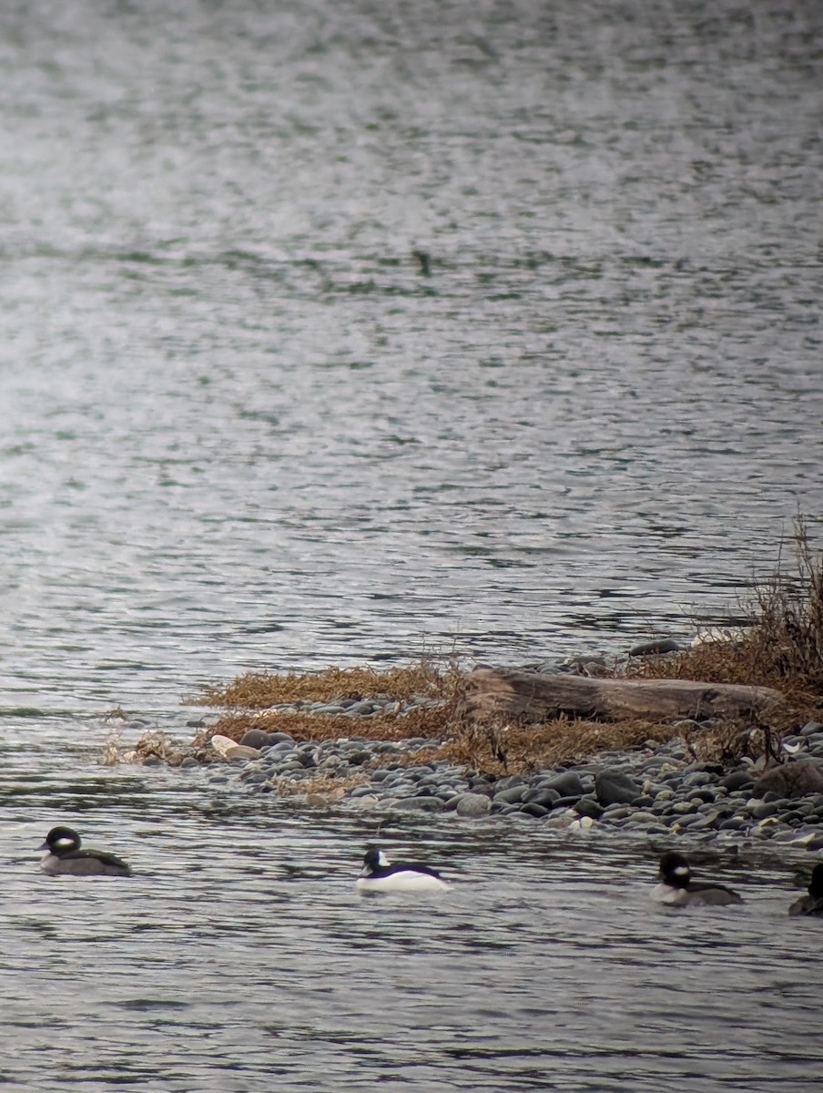 Büffelkopfente - ML645877268