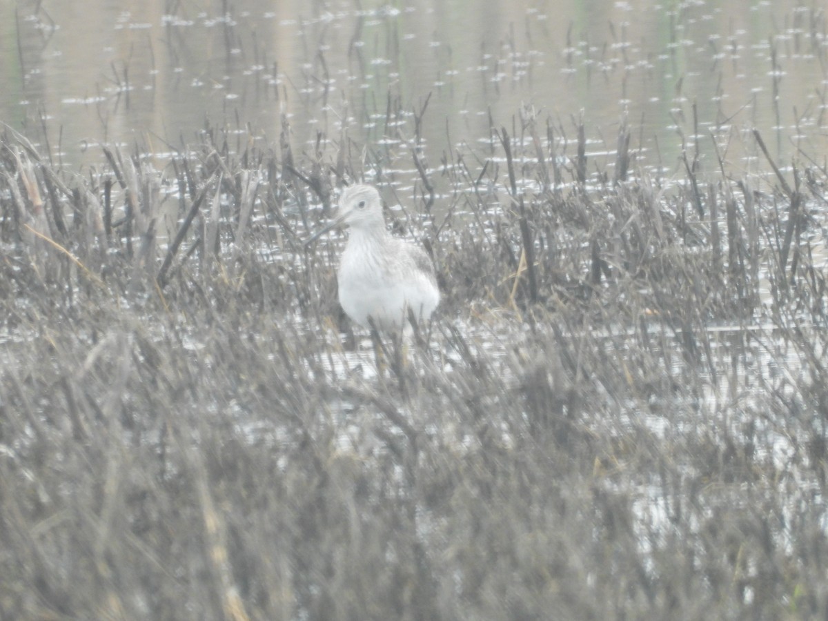 Tüpfelgelbschenkel - ML645877269