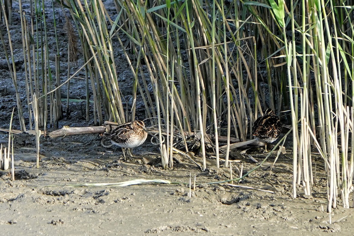 Bekassine - ML645877270