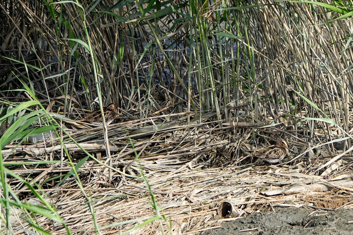 Bekassine - ML645877271