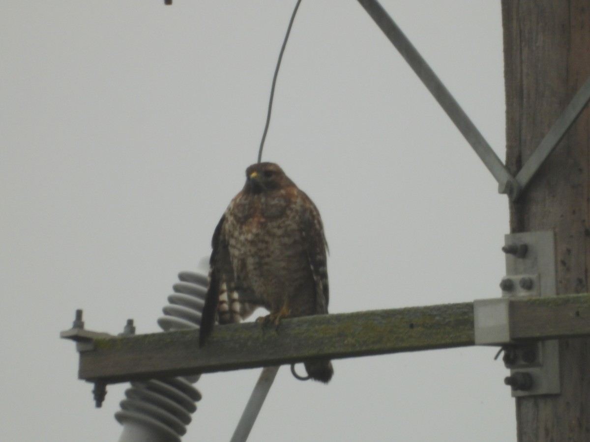 Rotschwanzbussard - ML645877273