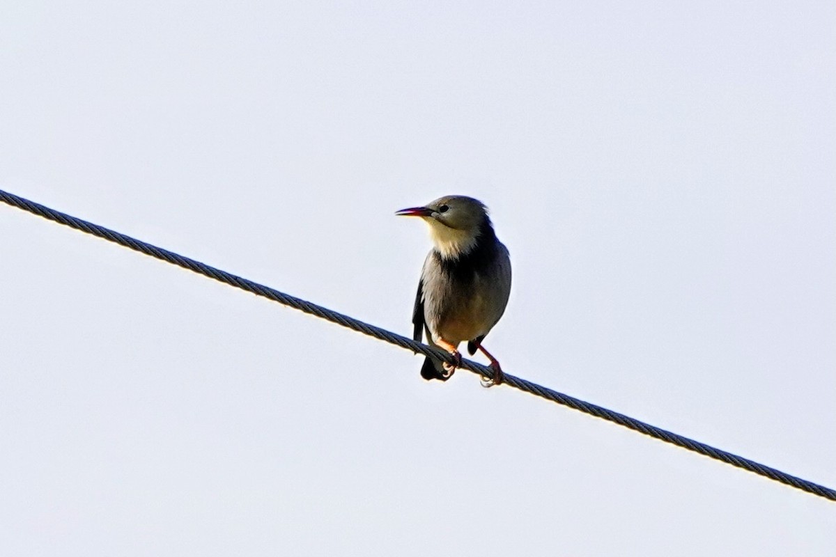 Seidenstar - ML645877274