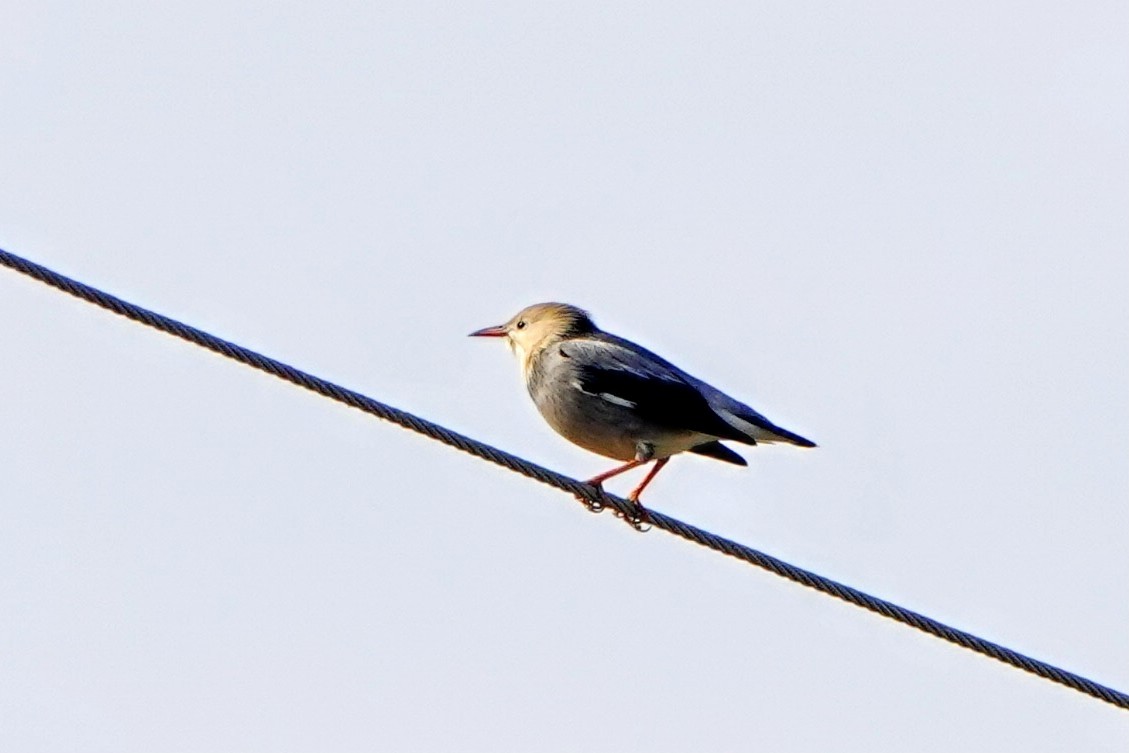 Seidenstar - ML645877275