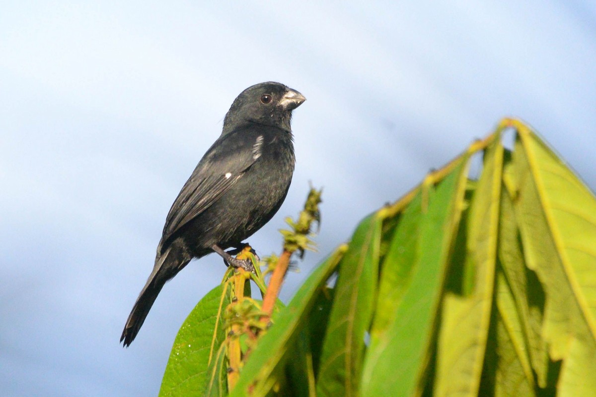 Variable Seedeater - ML645877279