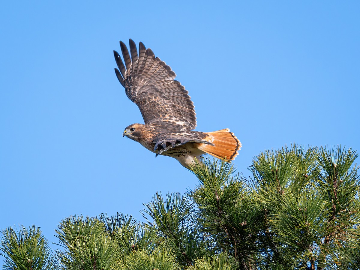 Red-tailed Hawk - ML645877280