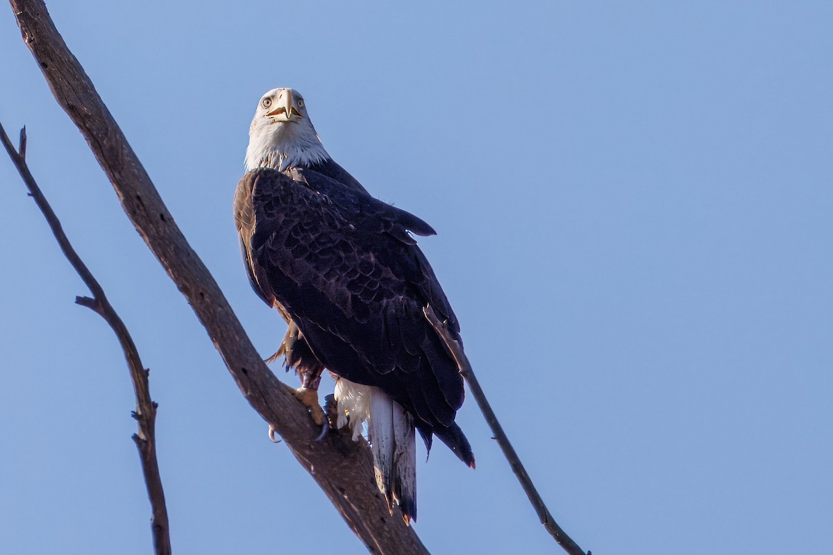 Pigargo Americano - ML645877286