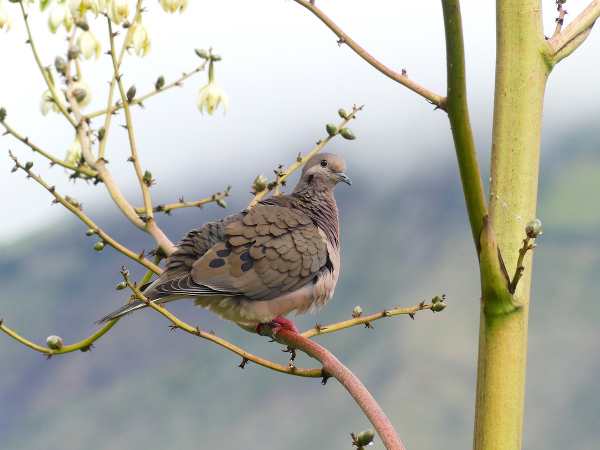 Eared Dove - ML645877288