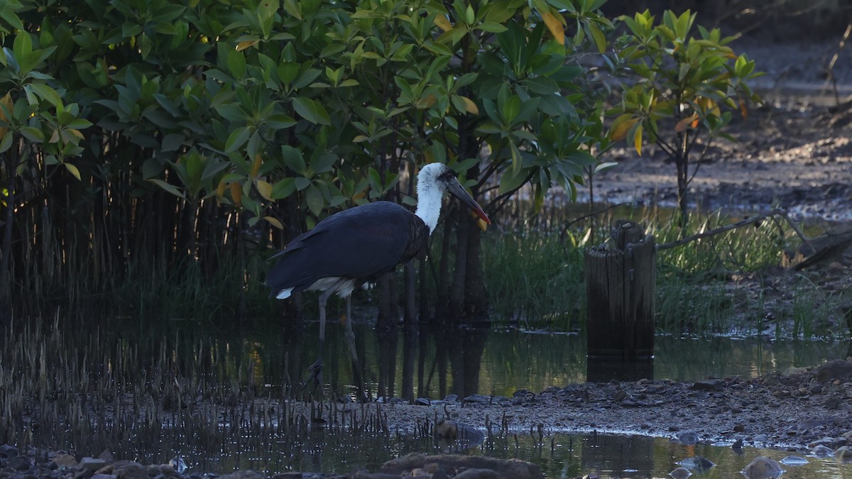 African Woolly-necked Stork - ML645877289