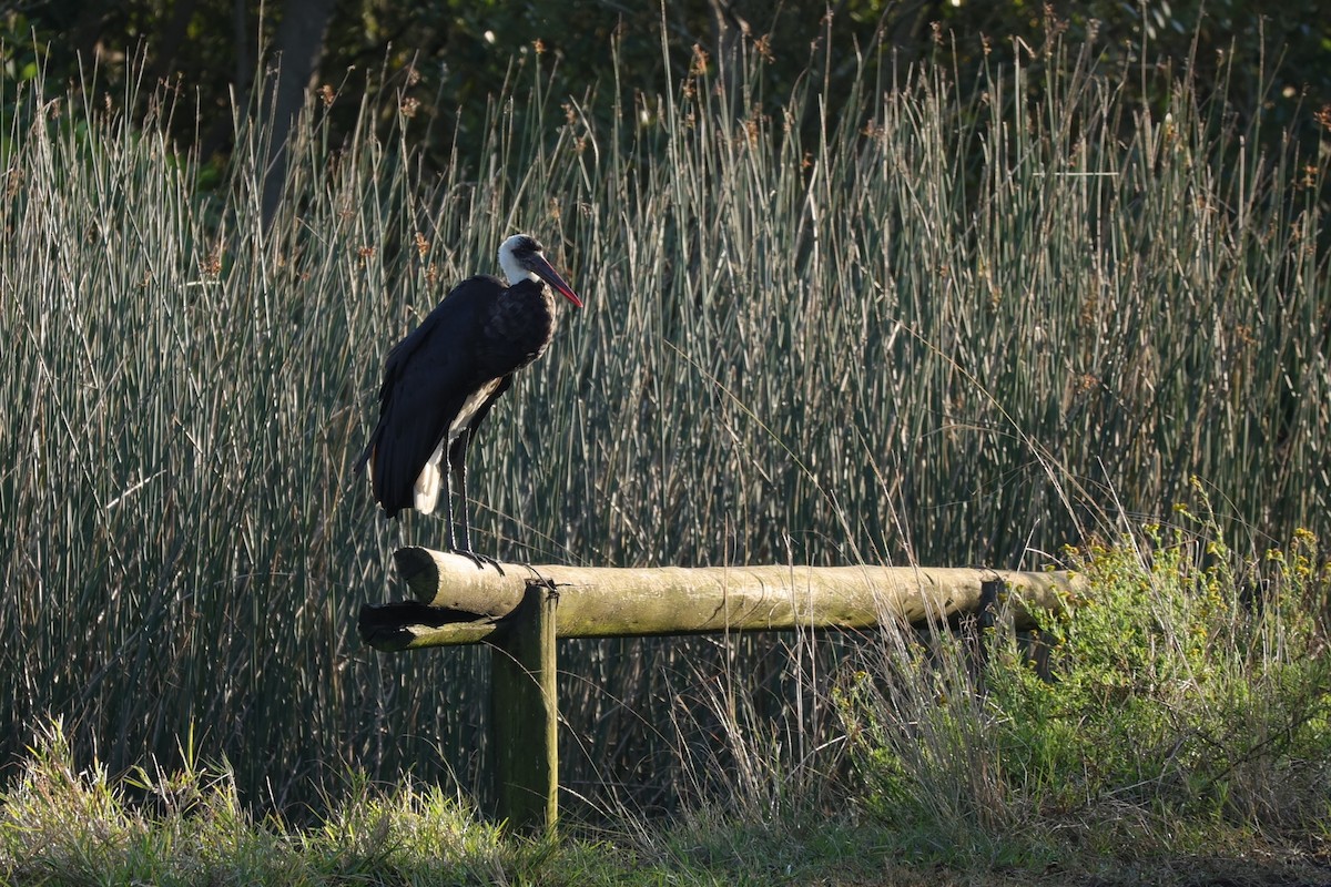 African Woolly-necked Stork - ML645877290