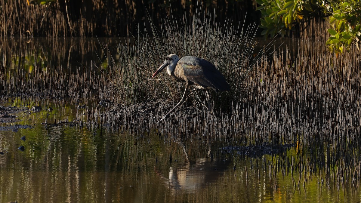 African Woolly-necked Stork - ML645877291