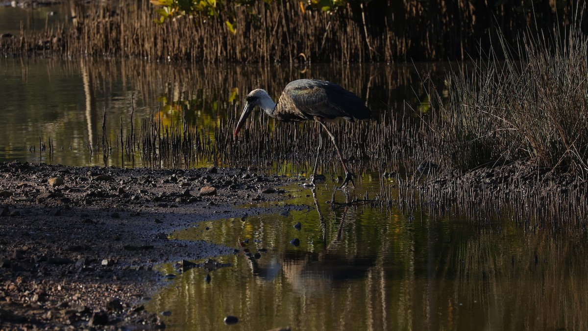 African Woolly-necked Stork - ML645877292