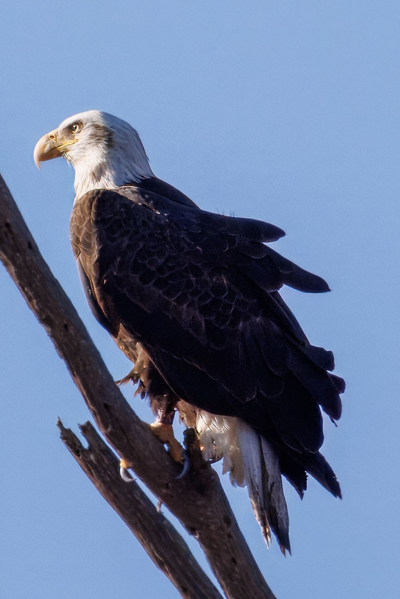 Pigargo Americano - ML645877294