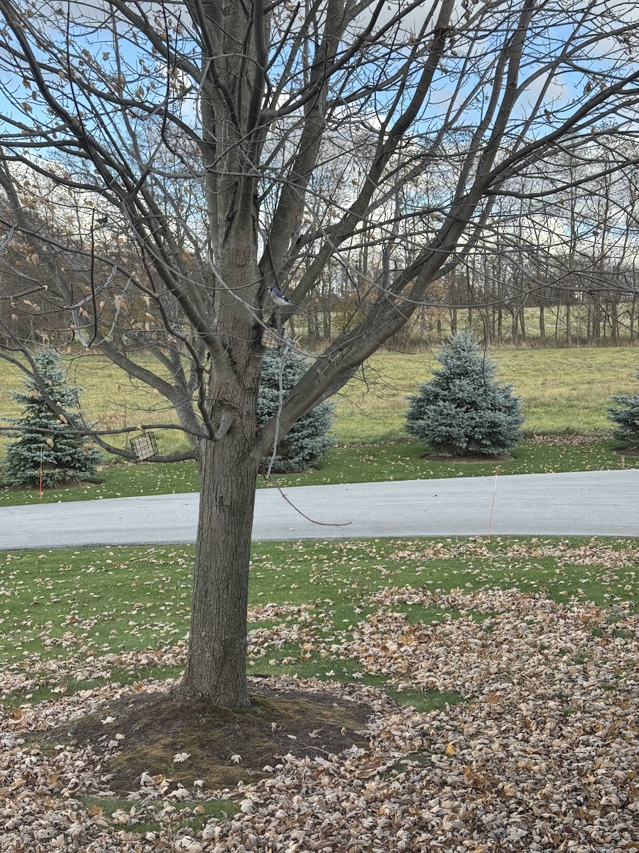 Blue Jay - ML645877301