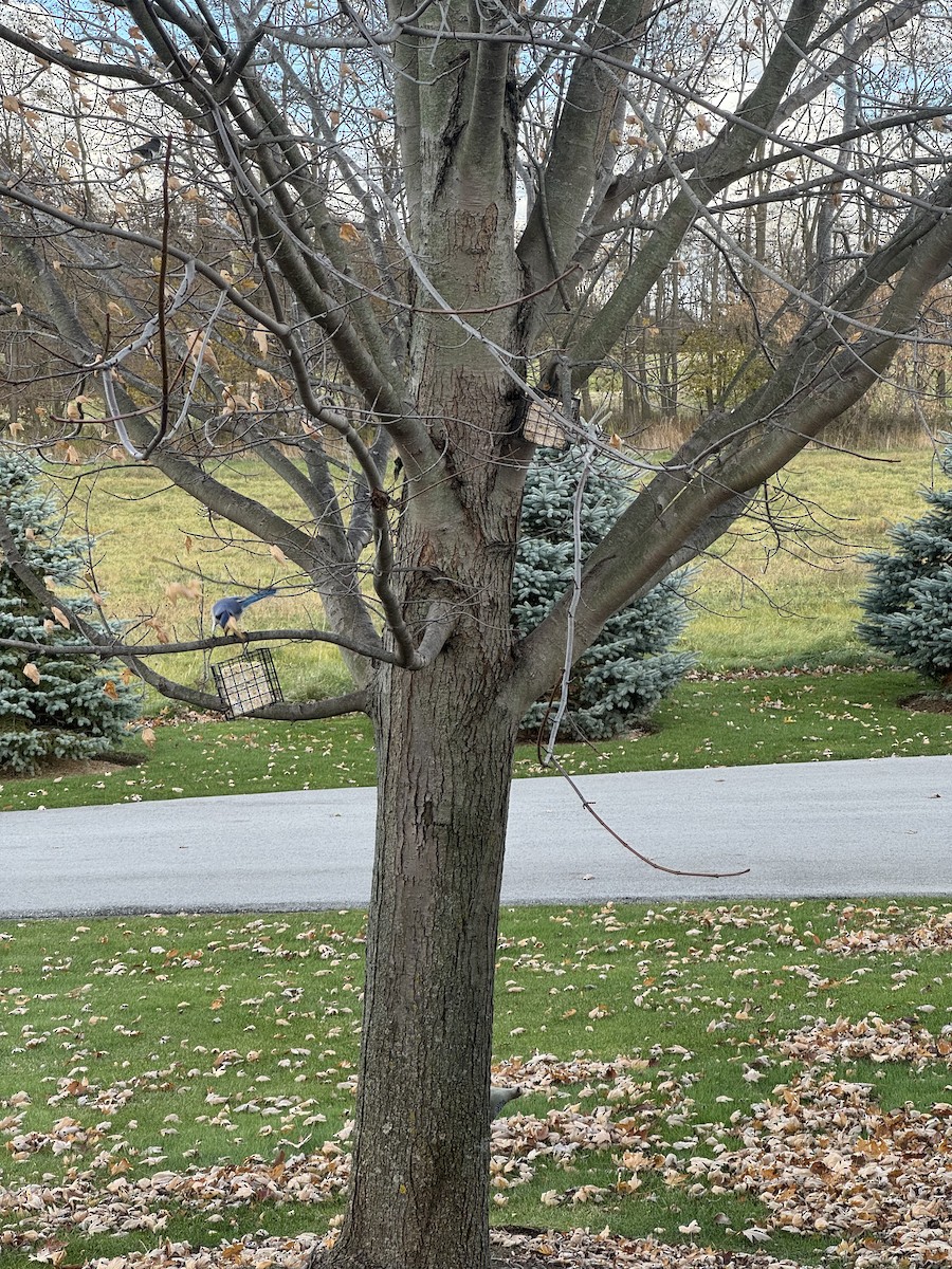 Blue Jay - ML645877302