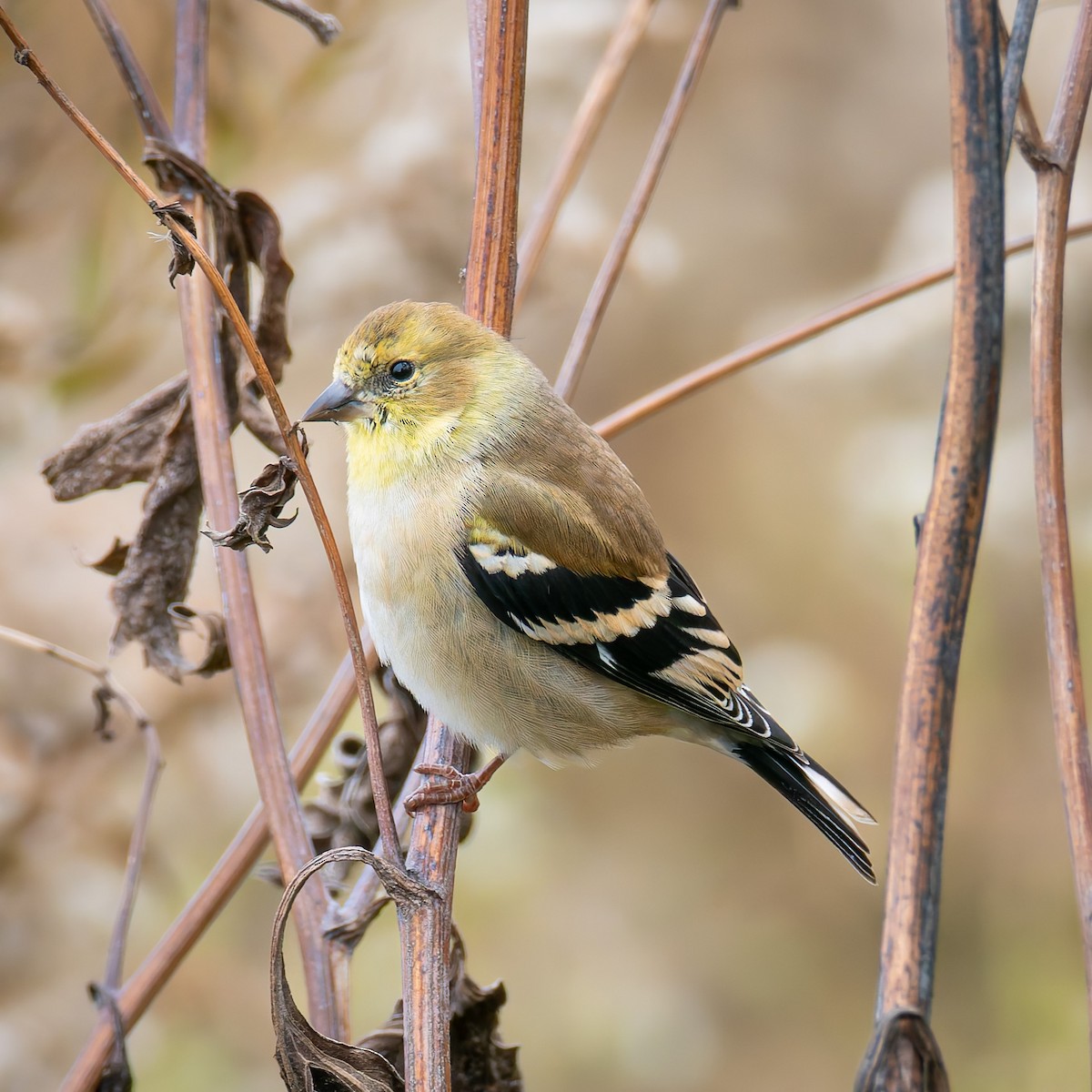 American Goldfinch - ML645877303