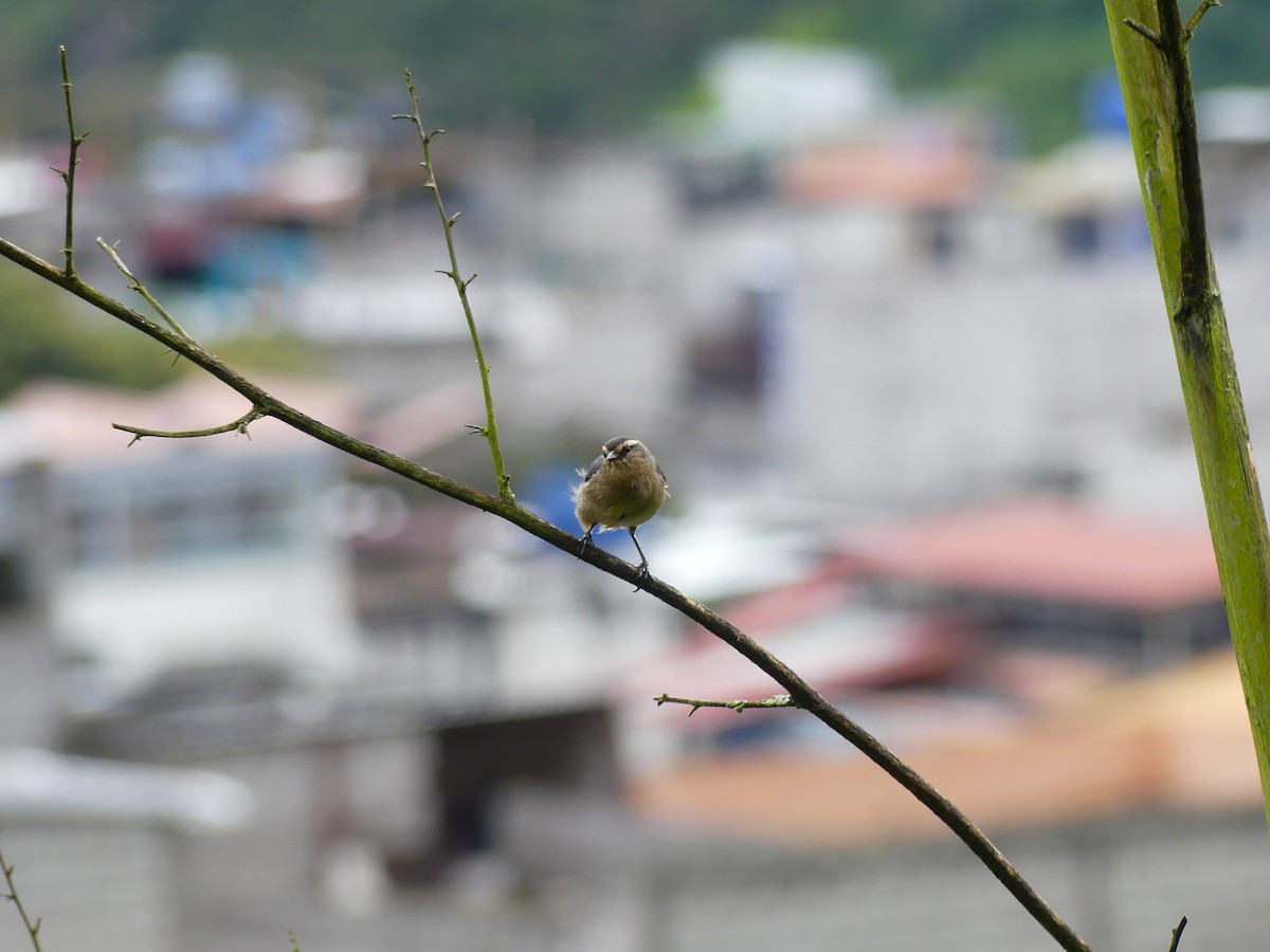 Cinereous Conebill - ML645877304