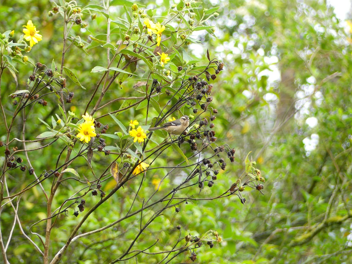 Cinereous Conebill - ML645877306