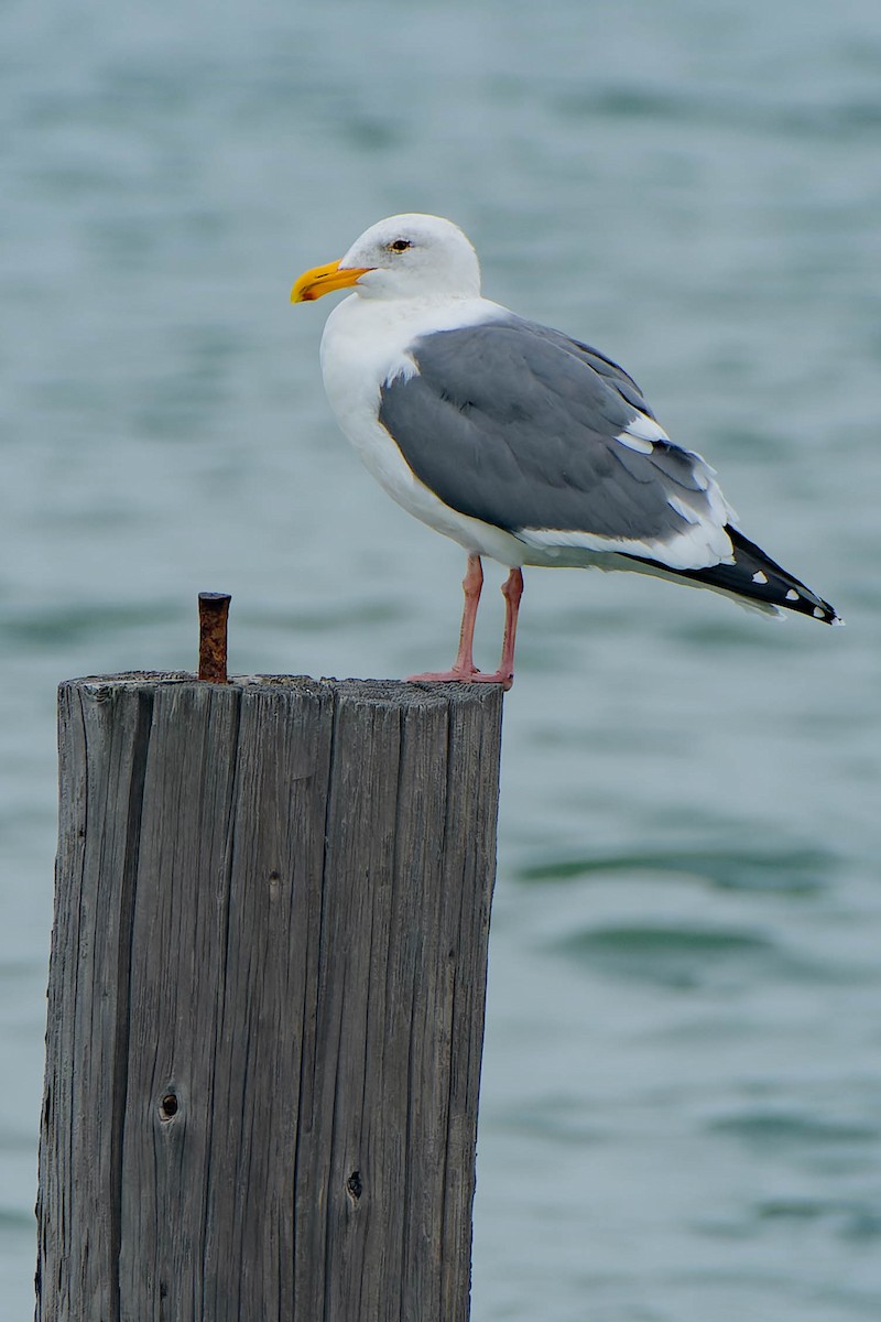 Western Gull - ML645877309